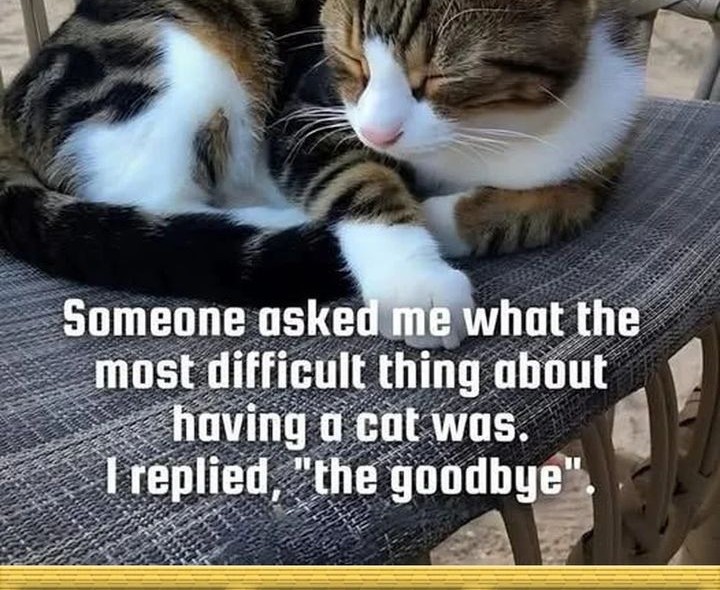 Dragon Master Chapter 226 Gambar 23