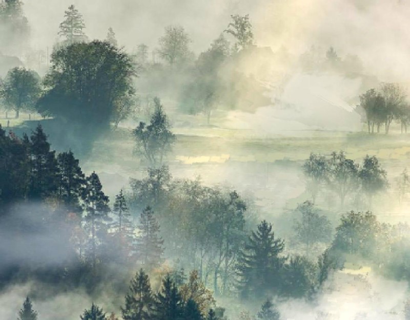 Manhua Evolution Begins With A Big Tree Chapter 19 gambar nomor 2