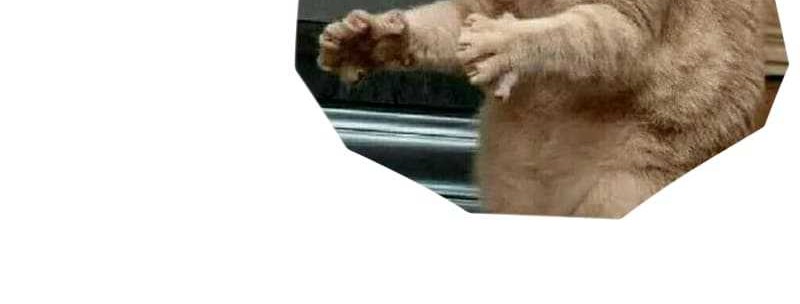 Unbeatable Sword Master Cultivator Chapter 16 Gambar 49